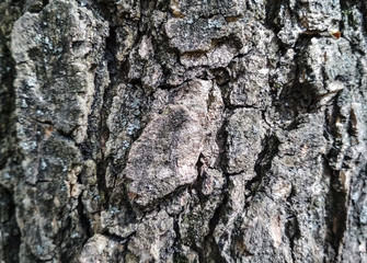 Real tree old wooden texture. Wood vertical background with brown green structure. Natural forest rustic photo. Ecological pine bark.