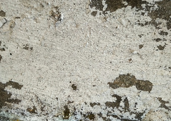 Natural tree bark. Black and white birch texture background.