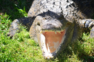 Alligator with open mouth