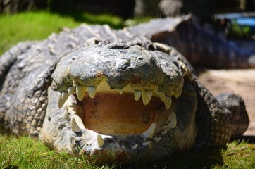 Fototapeta premium Toothy Grin Alligator