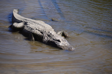 Alligator Sunbathing
