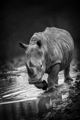 Papier Peint photo Rhinocéros Portrait de rhinocéros avec un léger angle de vue avant image monochrome en noir et blanc