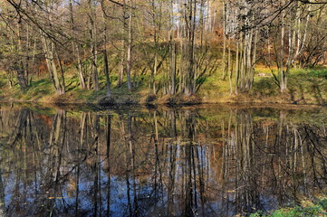 Golden autumn in the forest