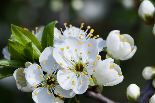 Blossoming apple tree. Macro view white flower. Beautiful spring nature landscape. Soft background photo