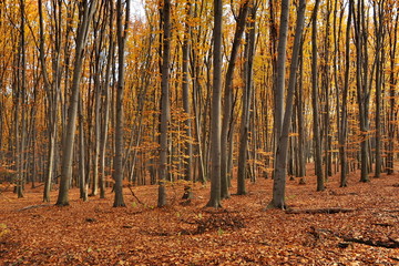 Autumn beech forest