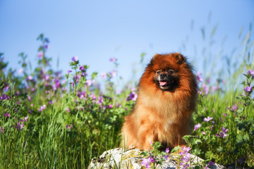 Beautiful fluffy dog sitting on a rock among wildflowers, Spitz