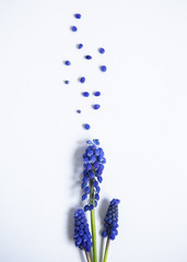 Blue purple flower losing it's petals on a white background