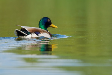 Erpel / Ente im Wasser