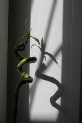 Бамбук. Тень.