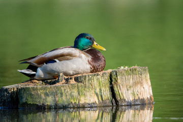 Erpel / Ente sonnt sich