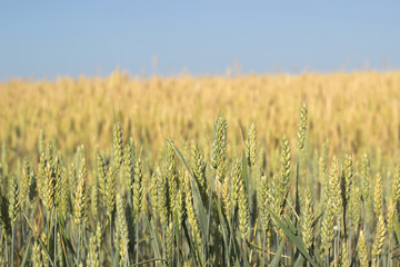 Weat field in summer time