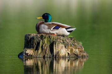Erpel / Ente ruht sich aus