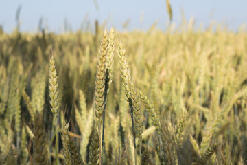 Weat field in summer time