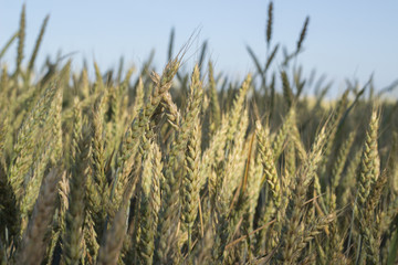 Weat field in summer time