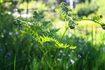 Young sprout of the Pteridium aquilinum known as  common bracken or eagle fern. A growing fern...