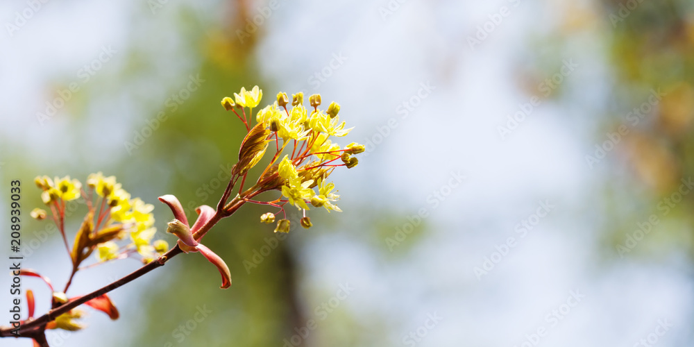 Wall mural beautiful spring time floral background with red maple tree branch. shallow depth of field, bright c