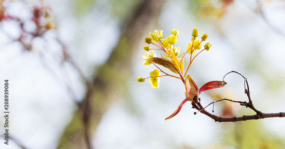 Canvas Prints beautiful spring time floral background with red maple tree branch. shallow depth of field, bright c