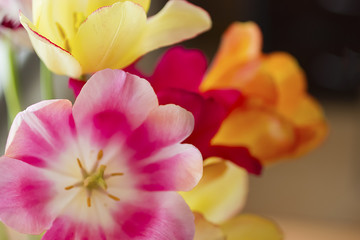 Bouquet of colorful tulips close-up.