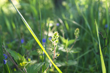 Blue flowers and young fleecy buds of Germander speedwell or Veronica chamaedrys on the sunny forest glade.