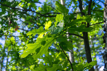 Fresh lush greenery of summer forest in the soft morning sunlight. Summer is a wonderful time to revive own life energy gaining it from the nature.
