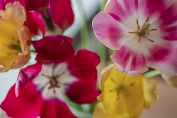 Fototapeta na wymiar Bouquet of colorful tulips close-up.