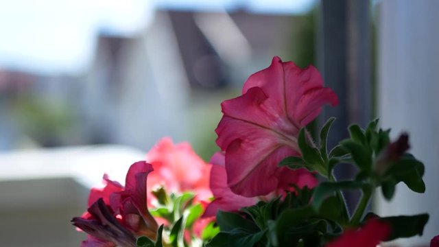 Changing focus from the house in the background to the pink flower in front