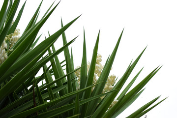 yucca plant flowers and leaves