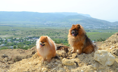 Pomeranian, two beautiful fluffy dogs sit on a mountain in the background of hills and vineyards