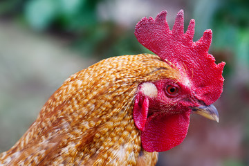 Colorful rooster head. Brown feather, red cock. Blurred background. Macro photo shallow depth field.