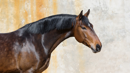 Portrait of a bay horse on light background isolated