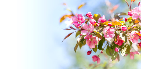Springtime garden floral background. Blossoming pink petals flowers close-up. Fruit tree branch on blue white gradient background, sunny day light. Shallow depth of field, copy space