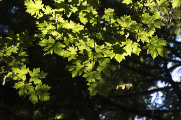 Close-up of green leaves, Cathedral Grove MacMillan Provincial Park Trail, Vancouver Island, British Columbia, Canada