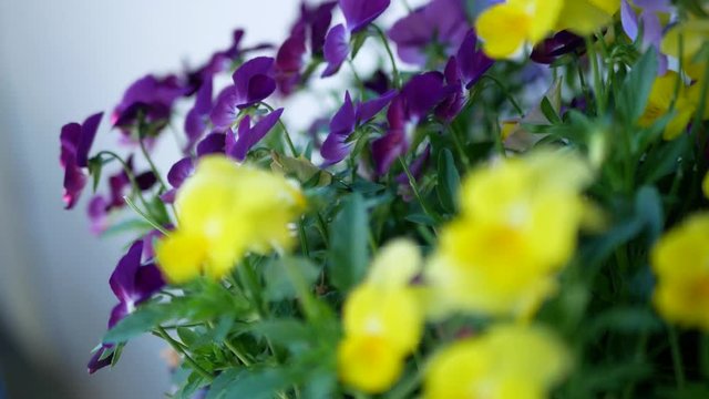 Focus changing from yellow pansy flower to purple pansy flower in background