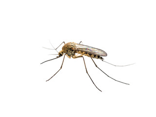 Fototapeta na wymiar Yellow Fever, Malaria or Zika Virus Infected Mosquito Insect Isolated on White Background