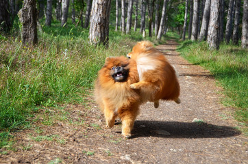 Two dogs play fun on the forest path, the Spitz