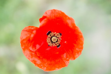 Red flower isolated over green and white background