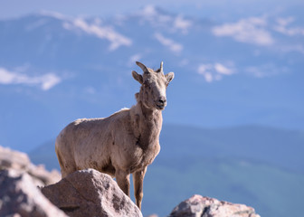 Colorado Rocky Mountain Bighorn Sheep