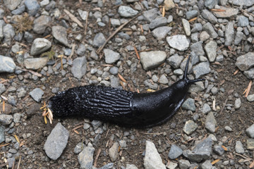 Elevated view of Black Slug, Ucluelet, Vancouver Island, British Columbia, Canada