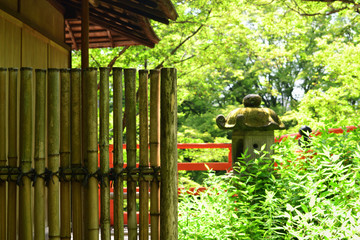Japanese garden in summer, Kyoto Japan.