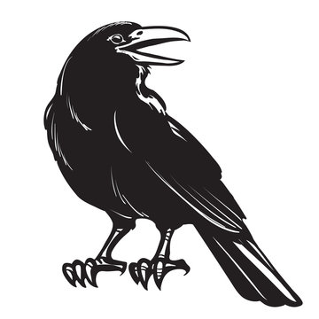 Crow Stock Illustration - Download Image Now - Crow - Bird, Raven - Bird,  Illustration - iStock