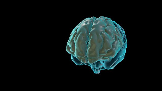 BRAIN-Frontal lobe
Human Brain Atlas