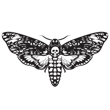 Skull moth butterfly. Death head hawk moth