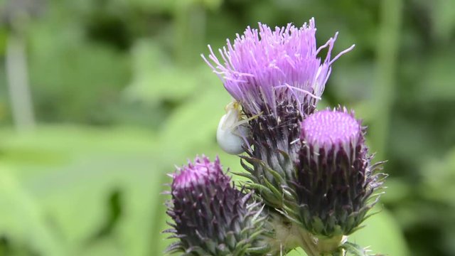 ragno su cardo selvatico