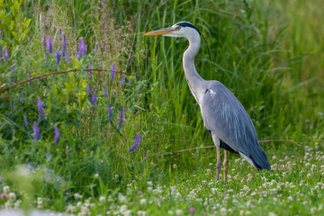 Reiher 11