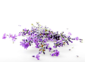 Lavandula Angustifolia Isolated On White Background 