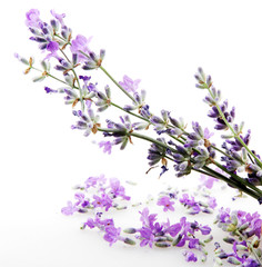 Lavandula Angustifolia Isolated On White Background 