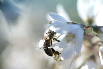 The bee collects honey on a white flower in a field in the summer.