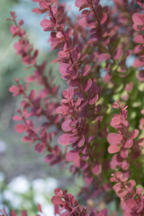  red barberry.  Background of Berberis thunbergii leaves