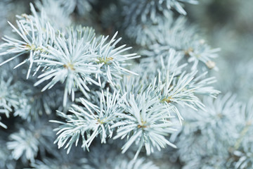Branches of blue spruce. Blue spruce in the forest, Background & Textures