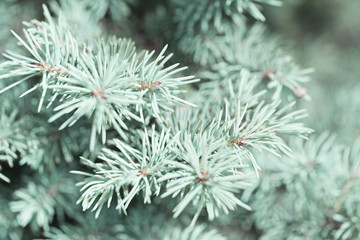 Naklejka na ściany i meble Branches of blue spruce. Blue spruce in the forest, Background & Textures